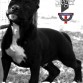 El nombre dado por el criadero y en pedigri es Thor Black, la familia lo bautizo con el actual nombre.

http://www.bullypedia.net/americanbully/details.php?id=175094

http://www.pedigreedatabase.com/american_staffordshire_terrier/dog.html?id=1971209-thor-black